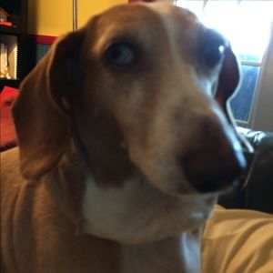 Meet your Posher, Pamela